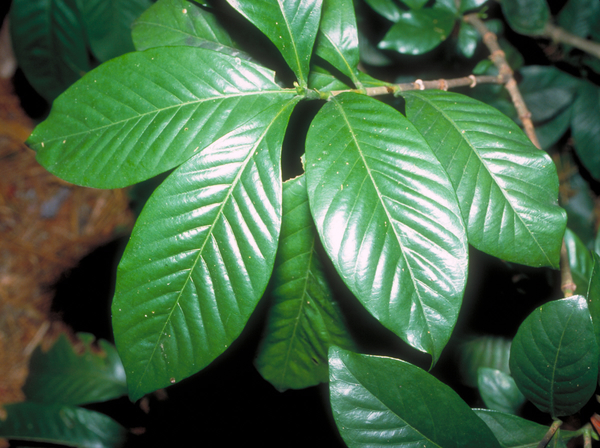 White blooms; Evergreen; Needles or needle-like leaf