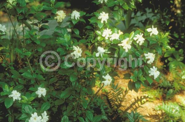White blooms; Evergreen; Needles or needle-like leaf