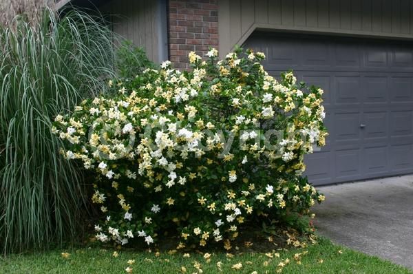 White blooms; Evergreen; Needles or needle-like leaf