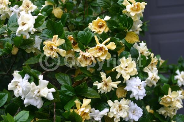 White blooms; Evergreen; Needles or needle-like leaf