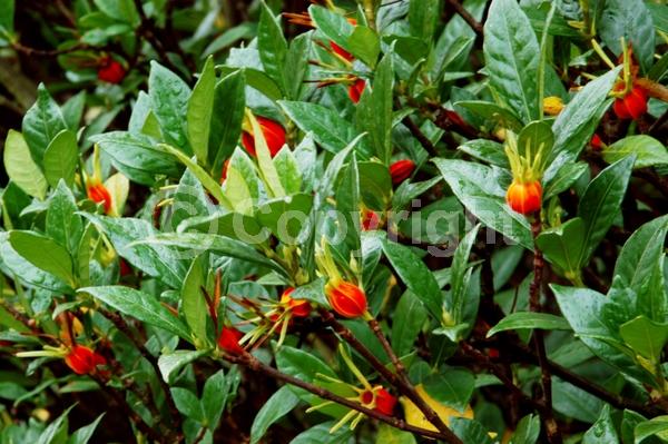 White blooms; Evergreen; Needles or needle-like leaf