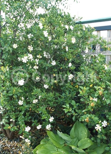 White blooms; Evergreen; Needles or needle-like leaf