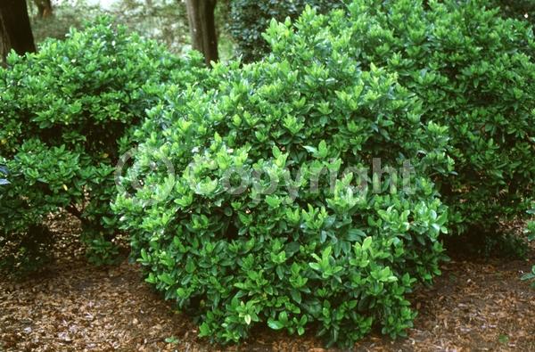 White blooms; Evergreen; Needles or needle-like leaf