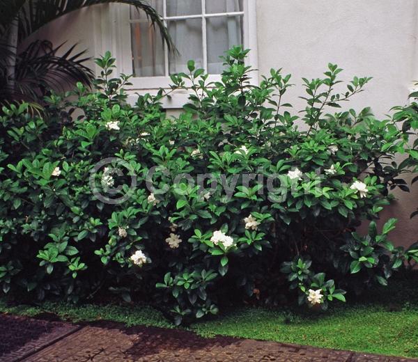 White blooms; Evergreen; Needles or needle-like leaf