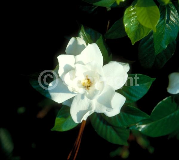 White blooms; Evergreen; Needles or needle-like leaf