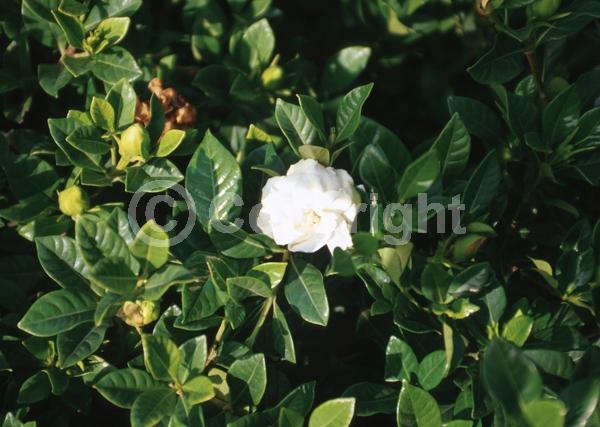 White blooms; Evergreen; Needles or needle-like leaf