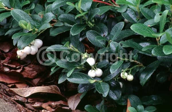 White blooms; Evergreen