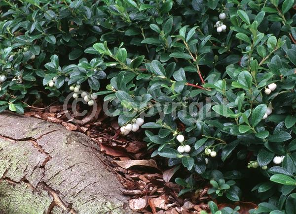 White blooms; Evergreen