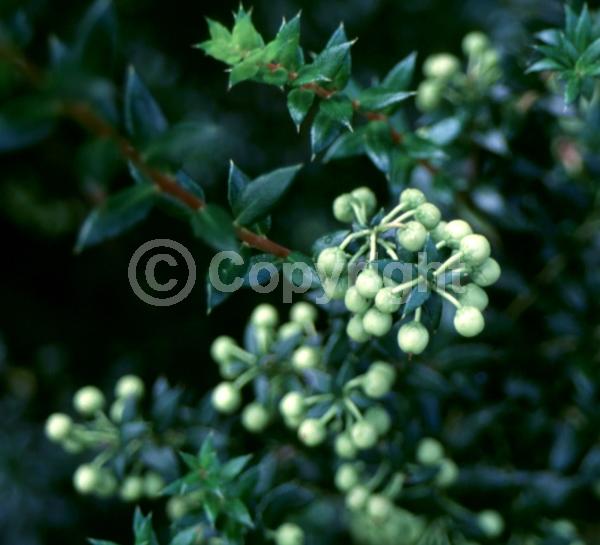 White blooms; Pink blooms; Evergreen