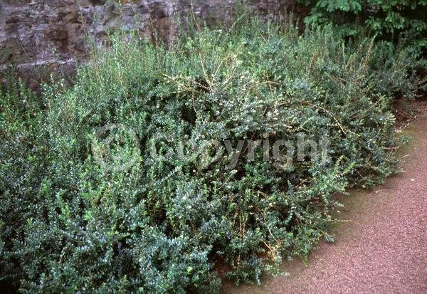 White blooms; Pink blooms; Evergreen