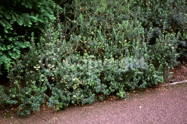 White blooms; Pink blooms; Evergreen