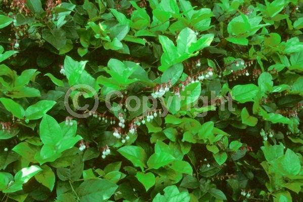 White blooms; Pink blooms; Evergreen; North American Native