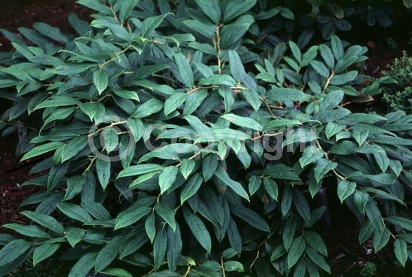 White blooms; Green blooms; Evergreen