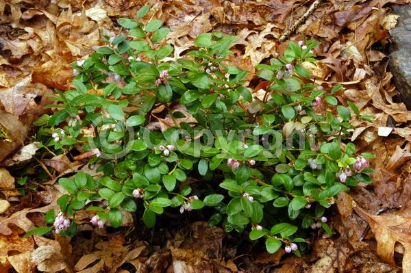 White blooms; Pink blooms; Evergreen; Broadleaf; North American Native