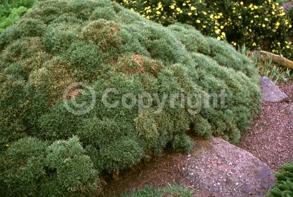Yellow blooms; Deciduous