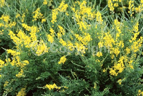 Yellow blooms; Evergreen