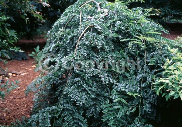 Yellow blooms; Deciduous; North American Native