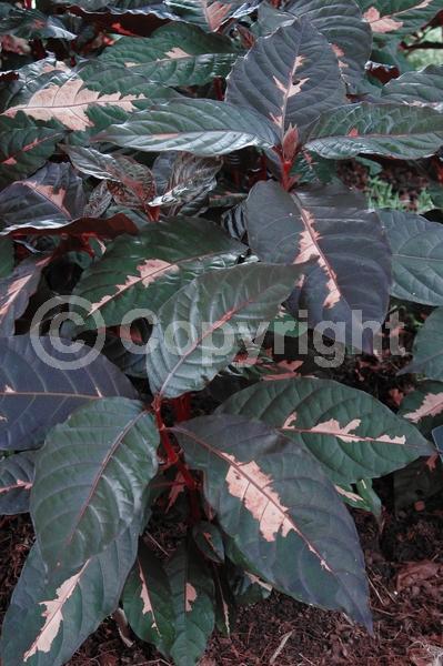 Red blooms; Evergreen; Needles or needle-like leaf