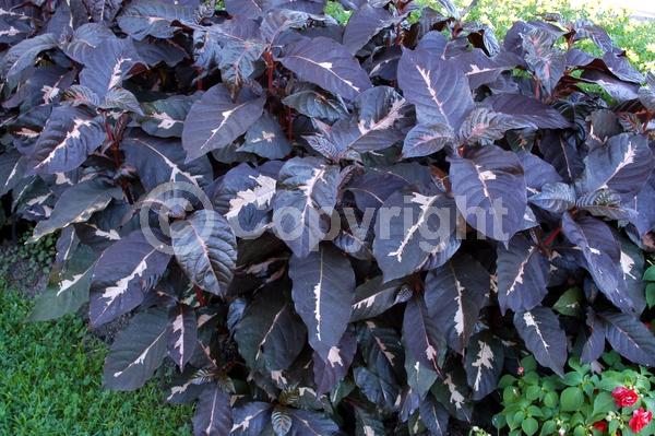 Red blooms; Evergreen; Needles or needle-like leaf