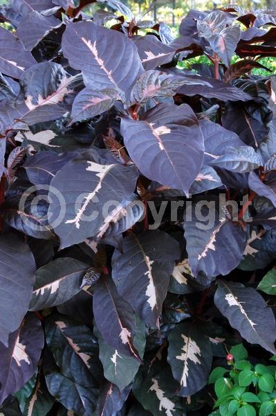 Red blooms; Evergreen; Needles or needle-like leaf