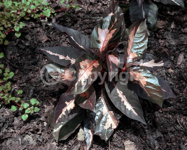 Red blooms; Evergreen; Needles or needle-like leaf