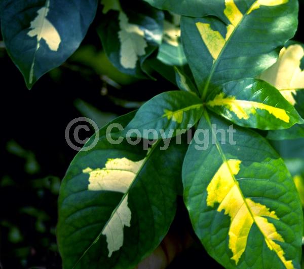 Red blooms; Evergreen; Needles or needle-like leaf