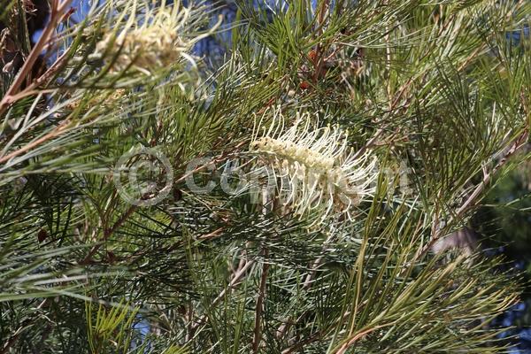White blooms; Evergreen