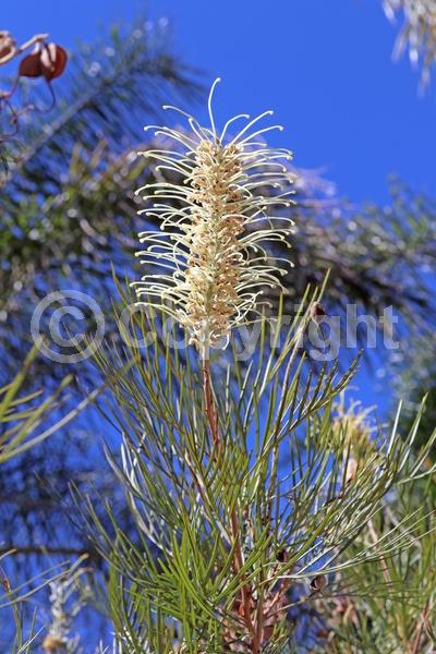 White blooms; Evergreen