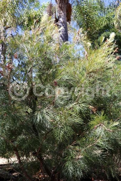 White blooms; Evergreen