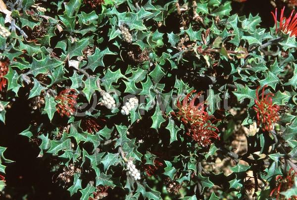 Red blooms; Evergreen