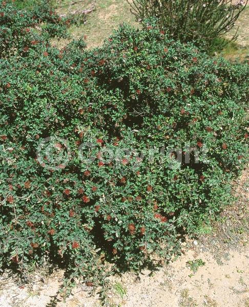 Red blooms; Evergreen