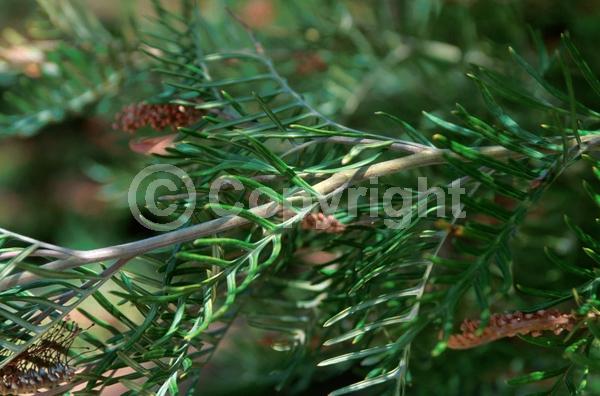 Red blooms; Pink blooms; Evergreen