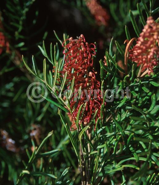 Red blooms; Pink blooms; Evergreen