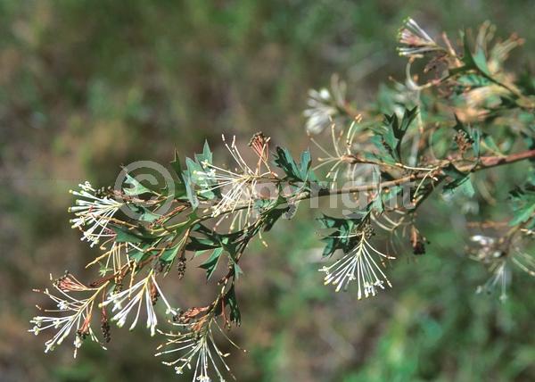 Red blooms; Pink blooms; Evergreen