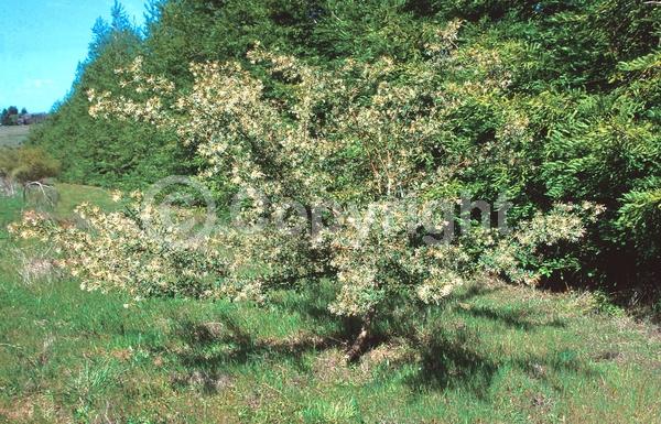 Red blooms; Pink blooms; Evergreen