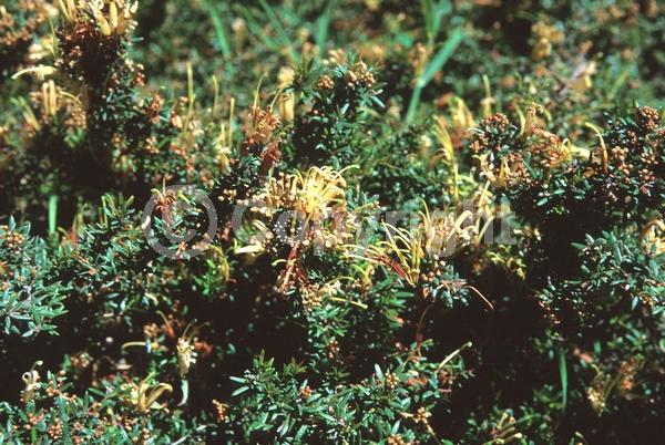 Red blooms; Yellow blooms; Green blooms; Pink blooms; Evergreen