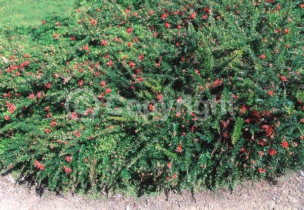 Red blooms; Yellow blooms; Green blooms; Pink blooms; Evergreen