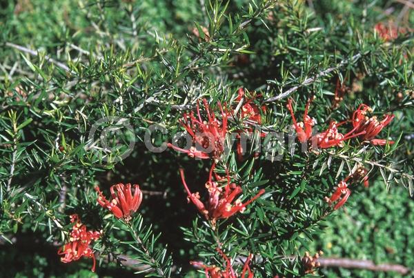 Red blooms; Yellow blooms; Green blooms; Pink blooms; Evergreen
