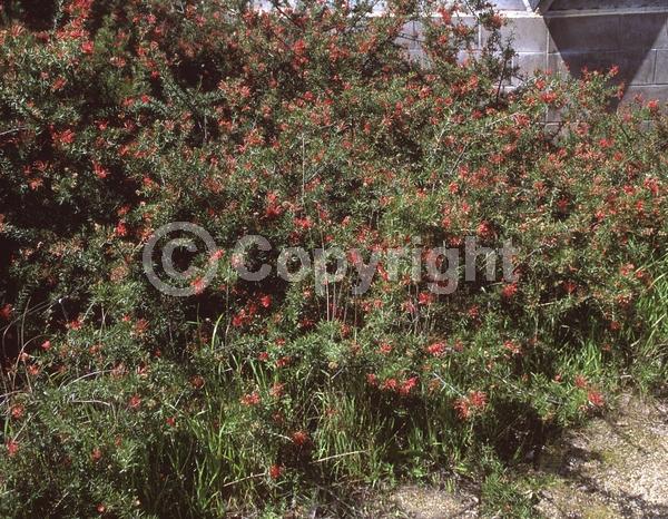 Red blooms; Yellow blooms; Green blooms; Pink blooms; Evergreen