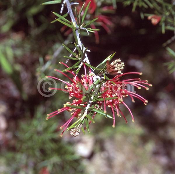 Red blooms; Yellow blooms; Green blooms; Pink blooms; Evergreen