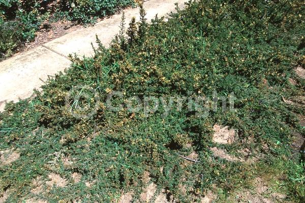 Red blooms; Yellow blooms; Green blooms; Pink blooms; Evergreen