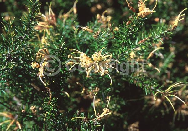 Yellow blooms; Green blooms; Pink blooms; Evergreen