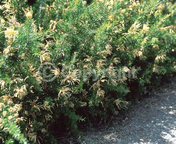 Yellow blooms; Green blooms; Pink blooms; Evergreen