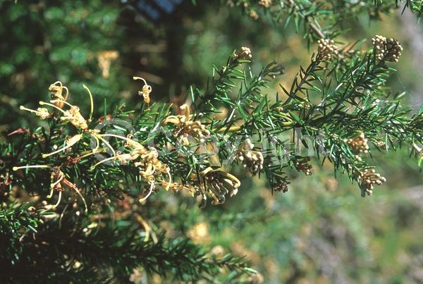 Yellow blooms; Green blooms; Pink blooms; Evergreen