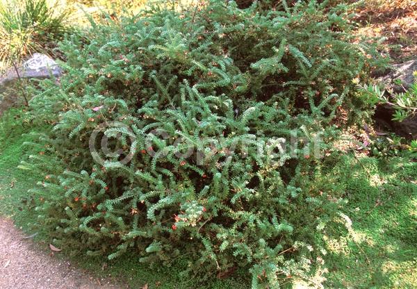 Yellow blooms; Pink blooms; Evergreen