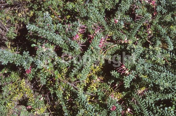 Yellow blooms; Pink blooms; Evergreen