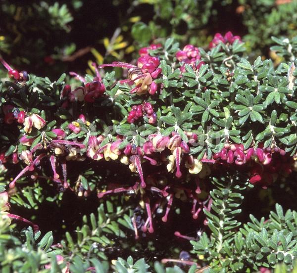 Yellow blooms; Pink blooms; Evergreen