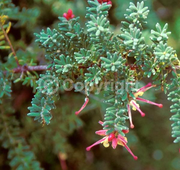 Yellow blooms; Pink blooms; Evergreen