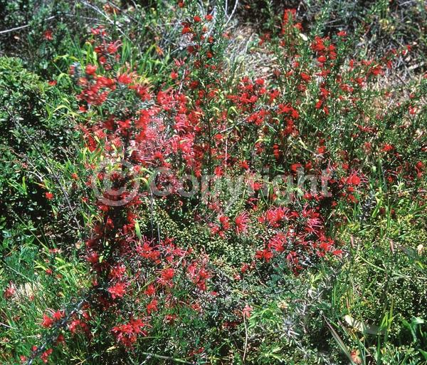 Red blooms; Yellow blooms; Evergreen