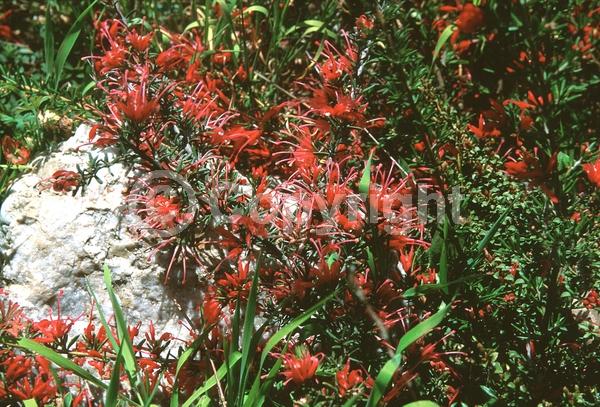 Red blooms; Yellow blooms; Evergreen